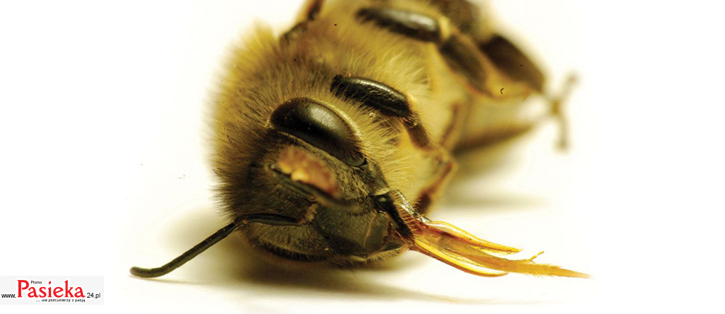 Pestycydy a pszczoły miodne