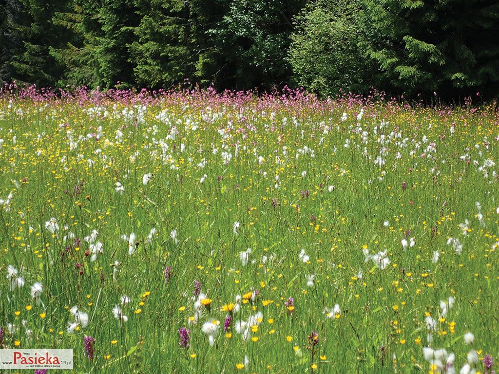 Praktyki na terenach wiejskich przeciwdziałające zmniejszaniu populacji owadów zapylających
