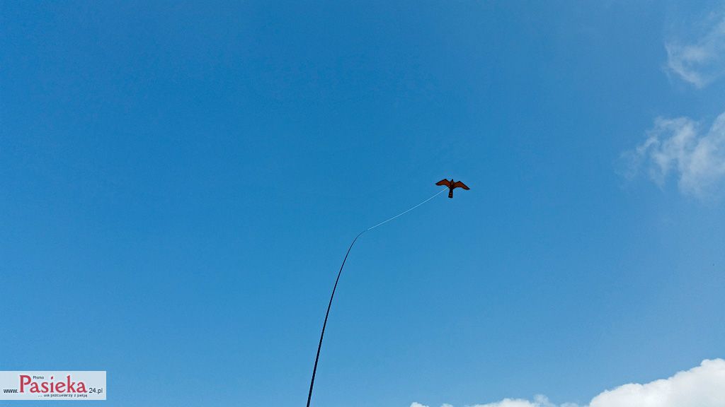 Pasieka nr 80 (innowacje_fot_04_20150328_145312.jpg)