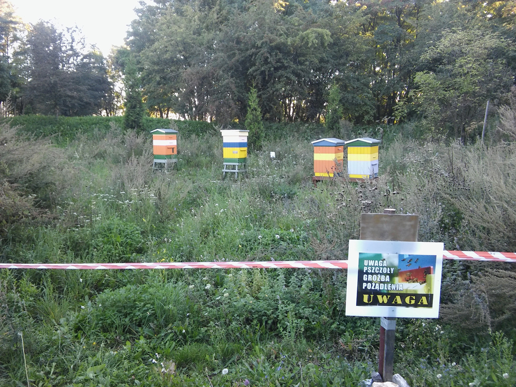 Pasieka nr 82 (20160830_182723.jpg)