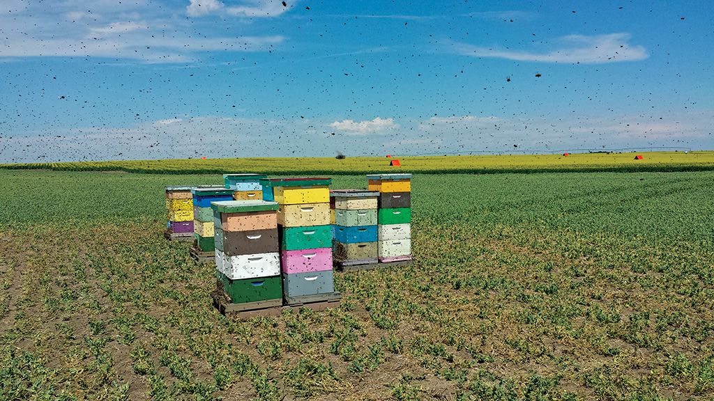 Pasieka nr 82 (langstroth-20160628_143304.jpg)