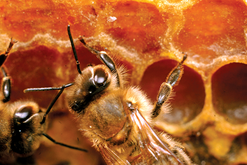 Pestycydy a pszczoły miodne