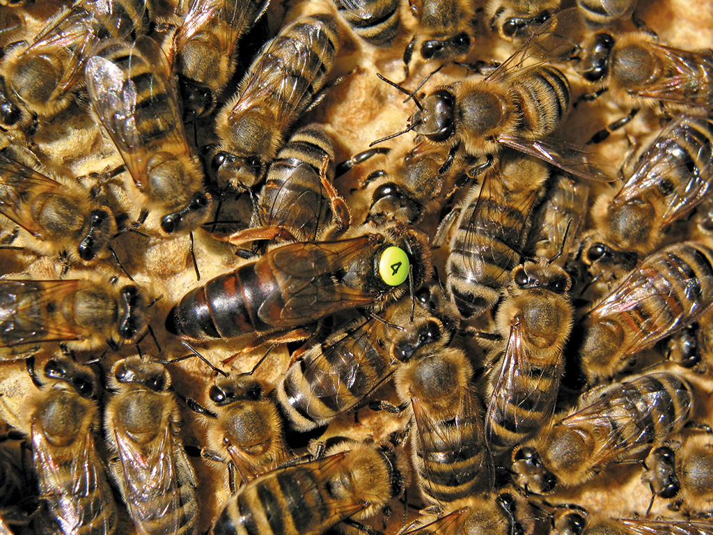 Pasieka nr 83 (matki_IMG_5513)