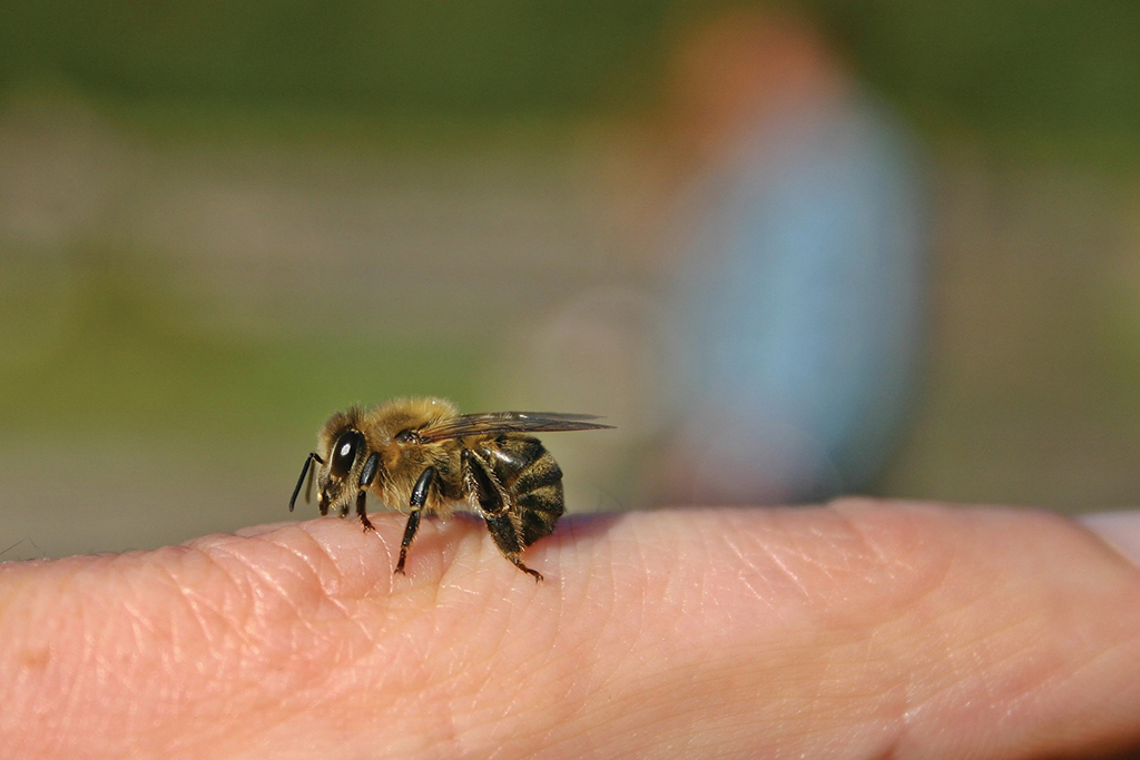 Mellityna w walce z wirusem HIV