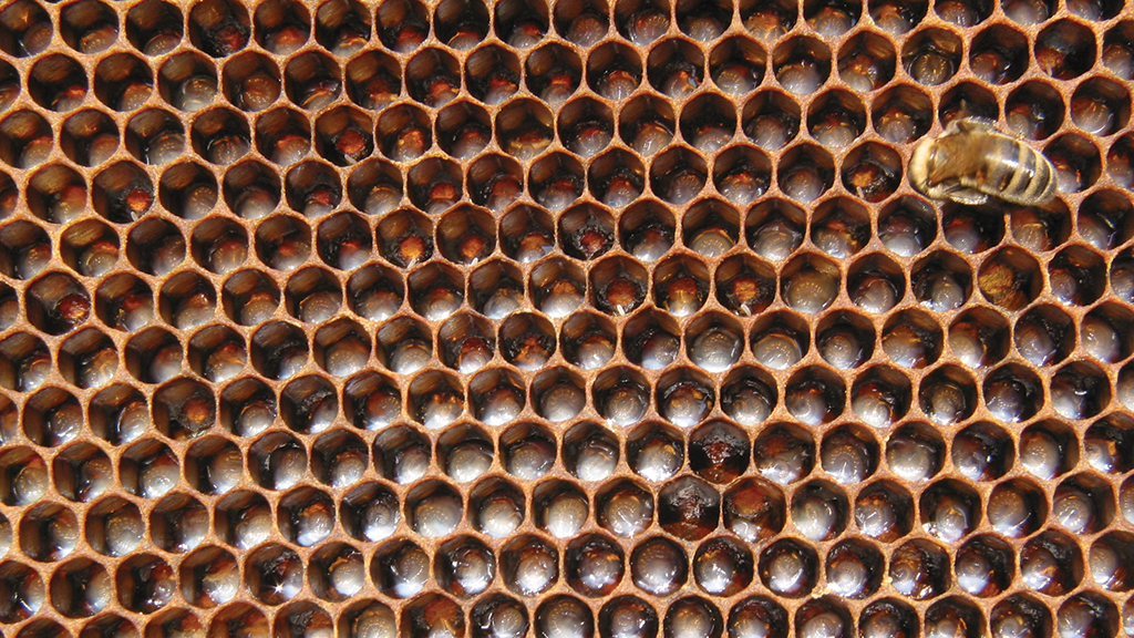 Pasieka nr 85 (IMG_2388)