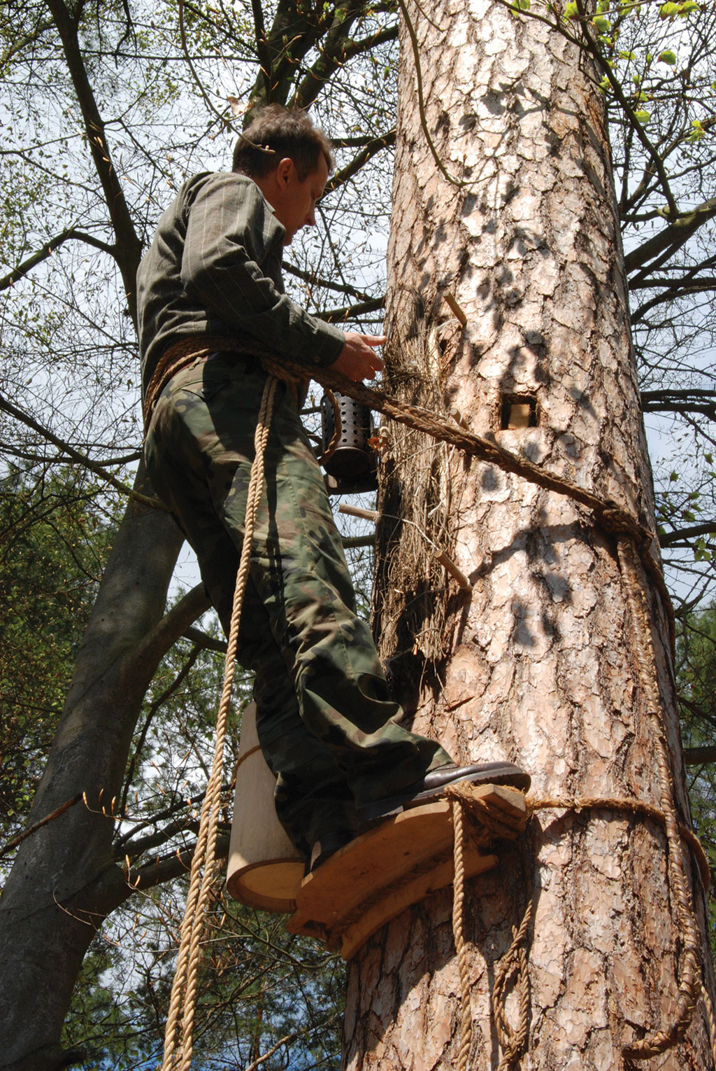 Znaczenie bartnictwa dla ochrony pszczół na terenie Polski, cz. 2.