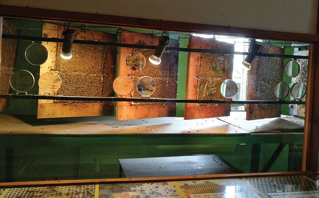 Pasieka nr 88 (en_13)