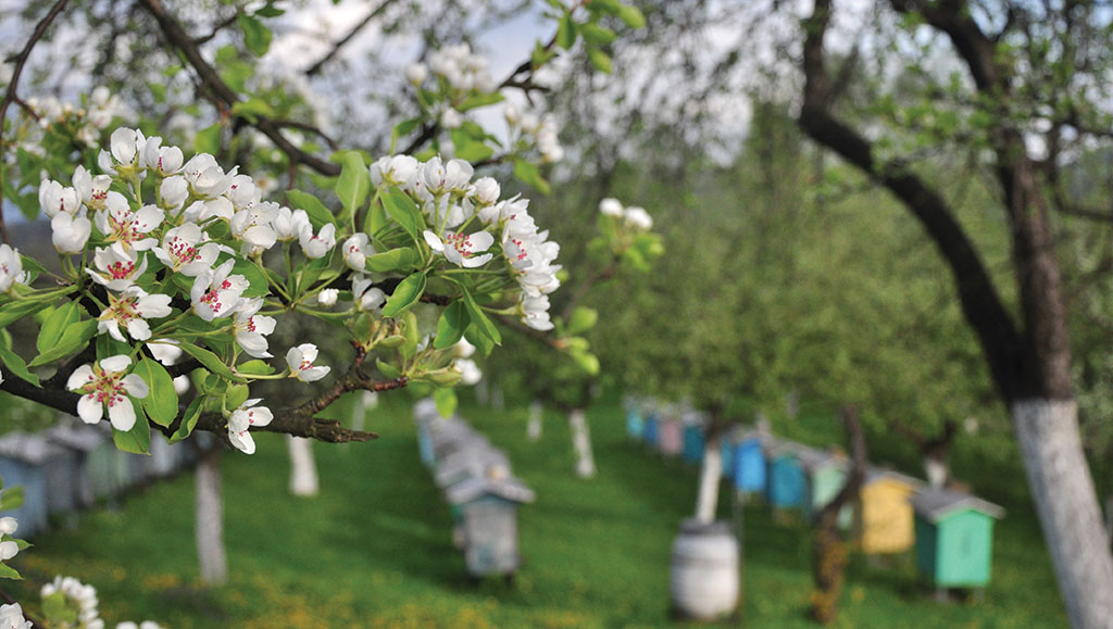 Pasieka nr 88 (kalendarz_DSC_0400)