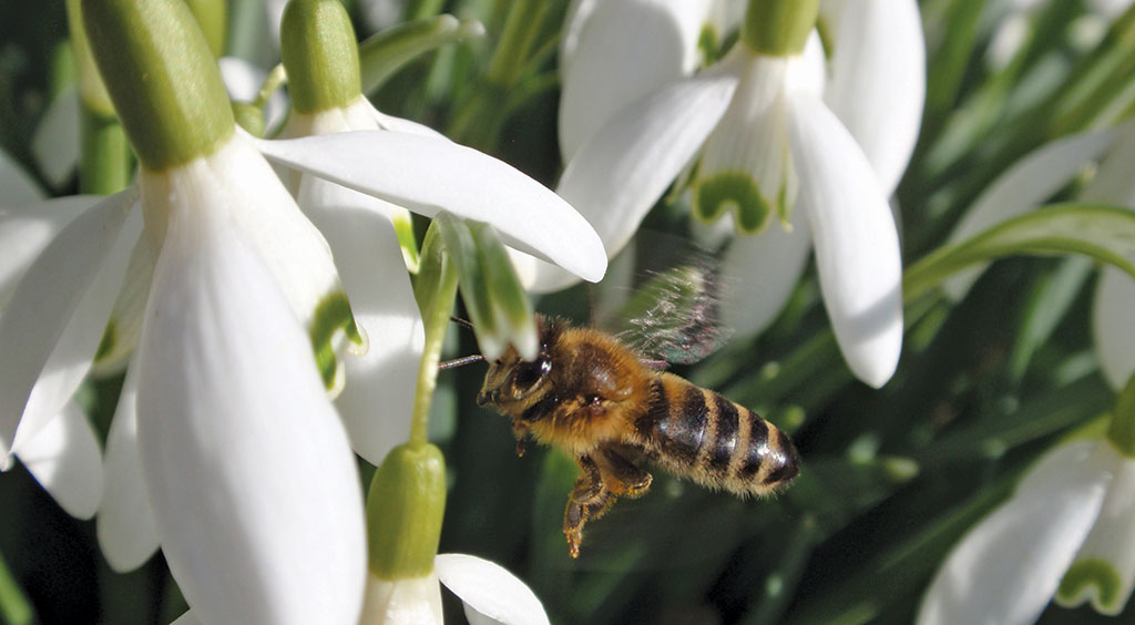 Pasieka nr 88 (kalendarz_P3020102)