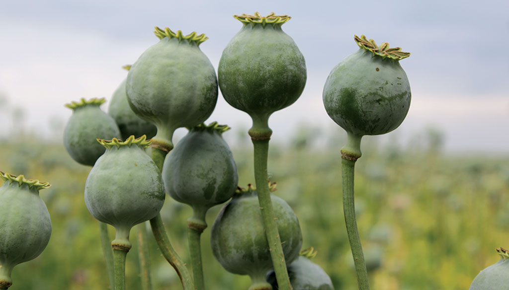 Pasieka nr 88 (koka_jens-vogel-430400)