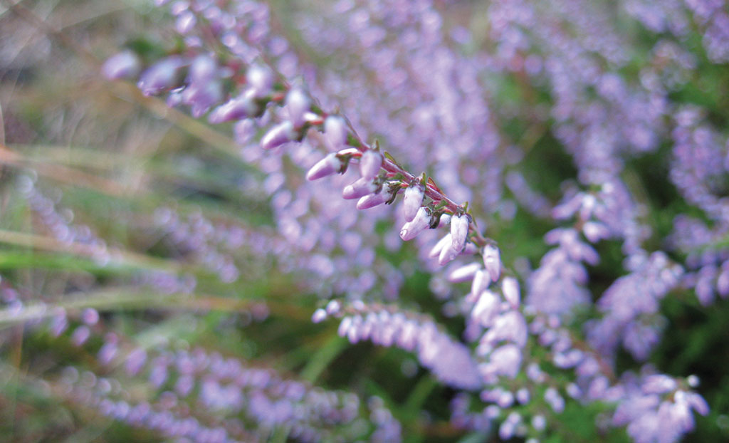 Ogród przyjazny pszczołowatym w terapii choroby Alzheimera, cz. 2.