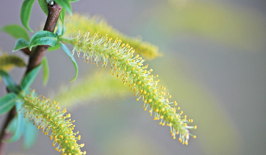 Pasieka nr 89 (wierzba_biala_okaz_meski_autor_robert_zubel)