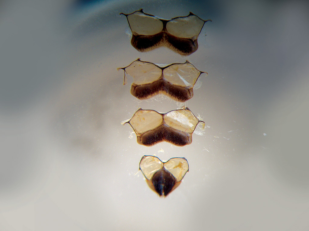 Pasieka nr 90 (Cztery_pary)