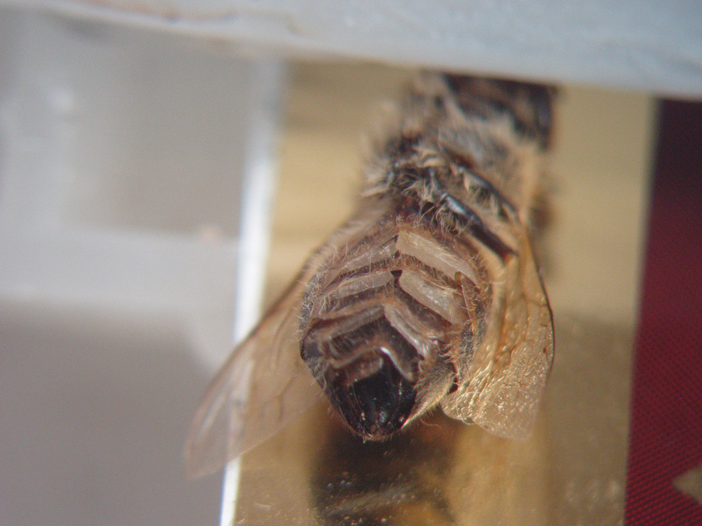 Pasieka nr 90 (Zroznicowana_gruboscj)