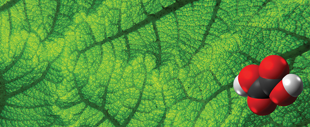 Pasieka nr 90 (mammoth-sheet-123498)