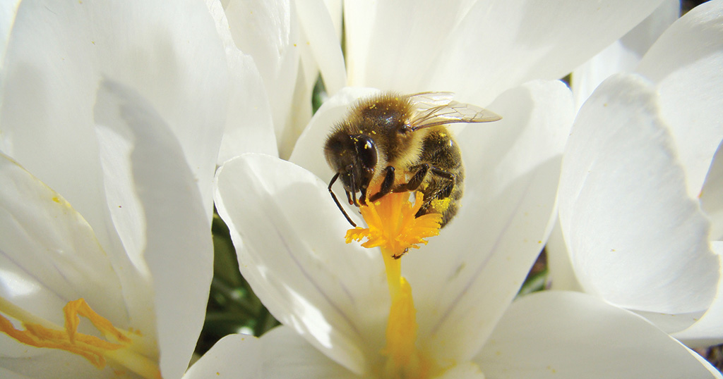 Skuteczność zabiegów ozonowania systemem API O3 w walce z występowaniem pasożyta Varroa destructor u pszczół miodnych