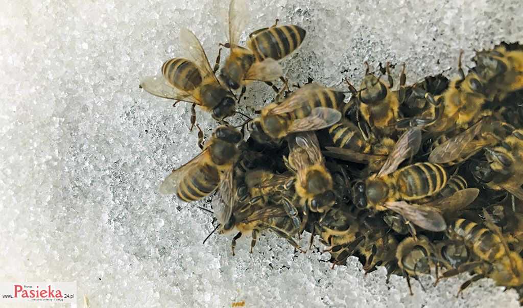Na ratunek pszczołom – candy board