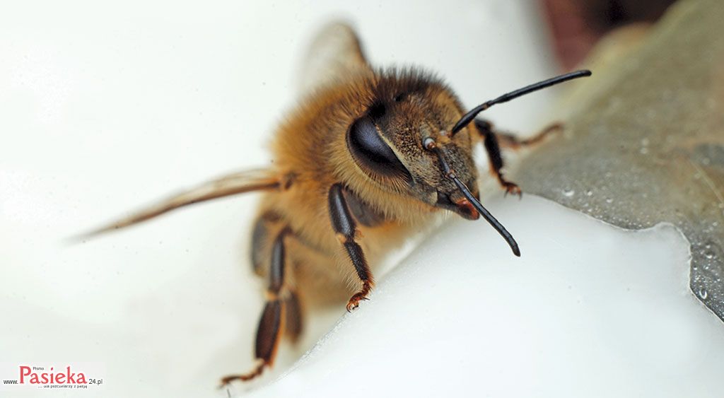 Pasieka nr 91 (makro_pszczola_apifonda_podkarmianie0964_RD-2014-05-05)