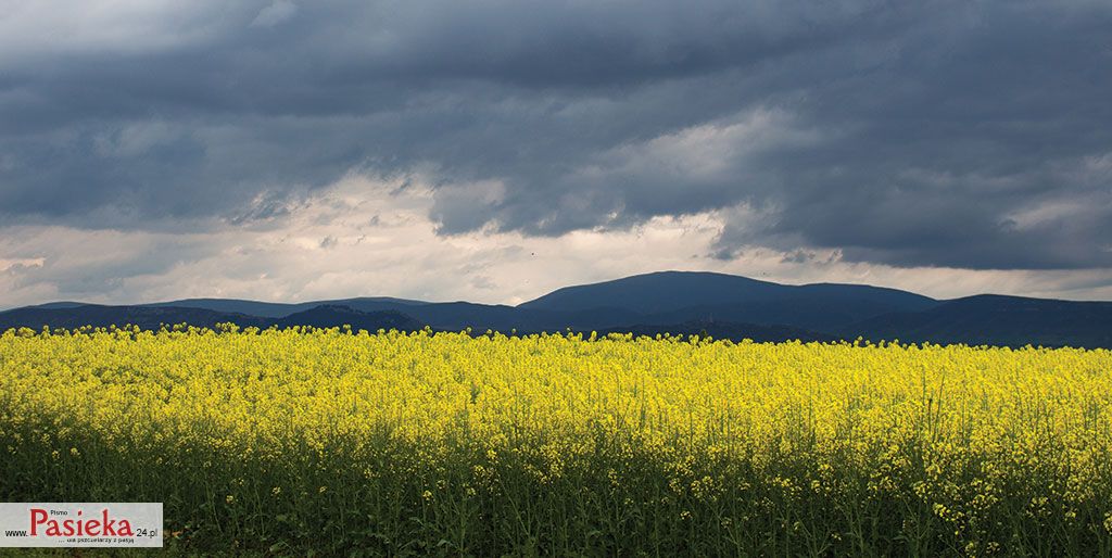 Efekty narażenia pszczół na działanie neonikotynoidów