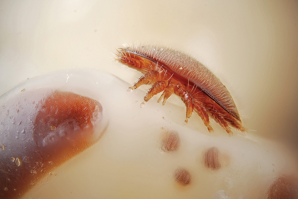 Pasieka nr 92 (nauka1_wikimedia4)