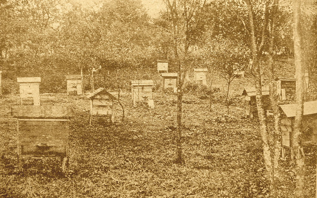 Pasieka nr 93 ([PAS93], styczeń-luty 2019, hist-2_DSC05243)