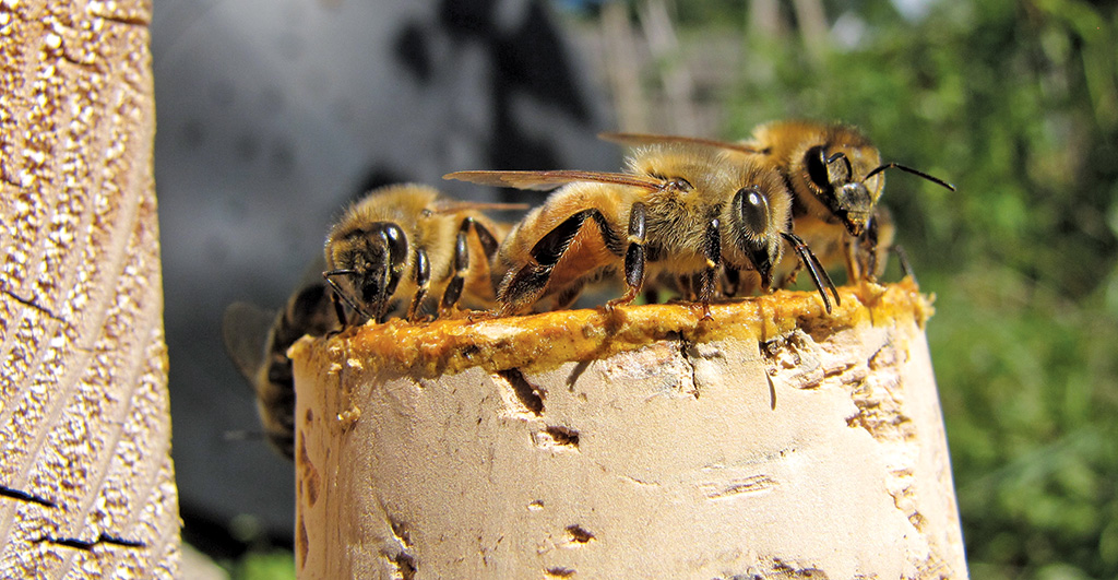 Pasieka nr 93 ([PAS93], styczeń-luty 2019, Robotnice zżuwają propolis z korka)