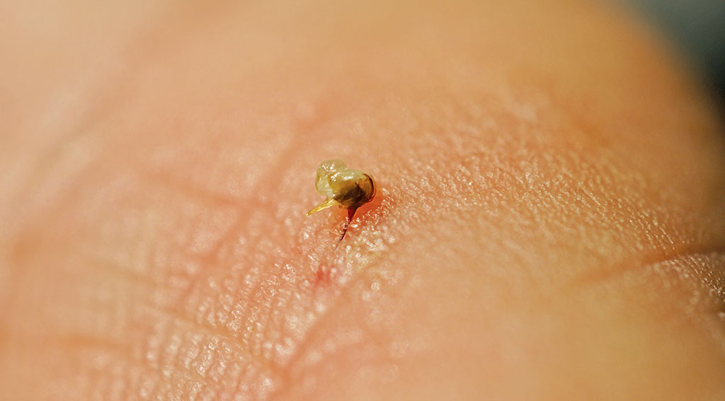 Pasieka nr 94 ([PAS94], marzec-kwiecień 2019, DSC01419-sapiolko)