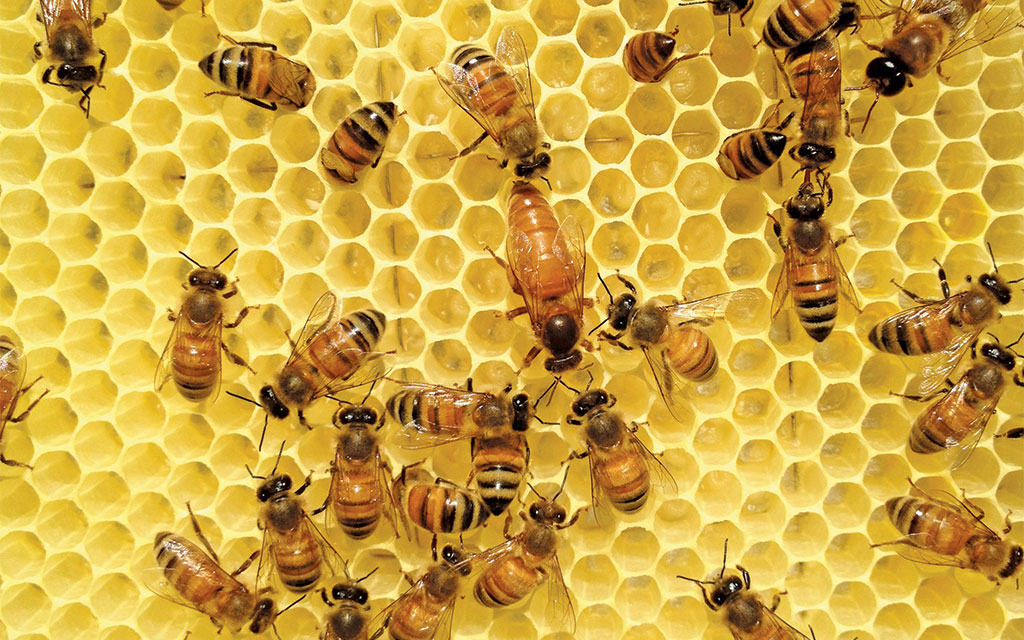 Pasieka nr 94 ([PAS94], marzec-kwiecień 2019, Keith McDuffe)