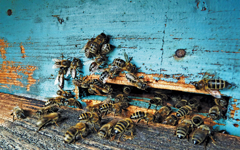 Pszczelarskie kompendium wiedzy o zgnilcu amerykańskim, cz. 2.