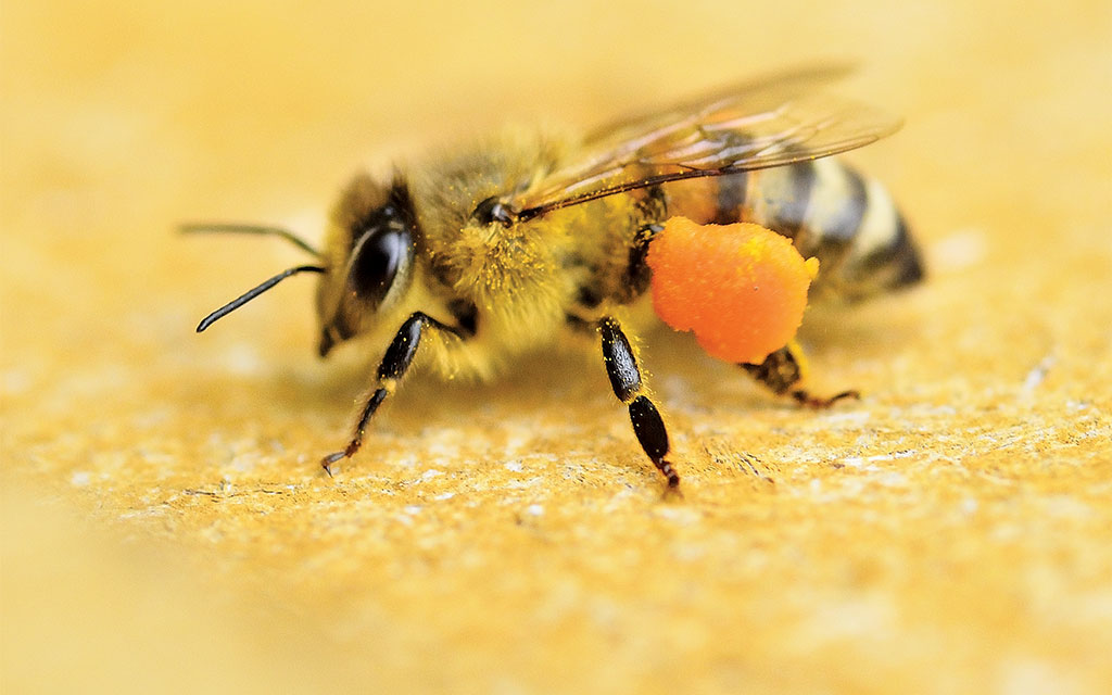 Pasieka nr 94 ([PAS94], marzec-kwiecień 2019, dieta__DSC6968_-_Katarzyna_Judycka)