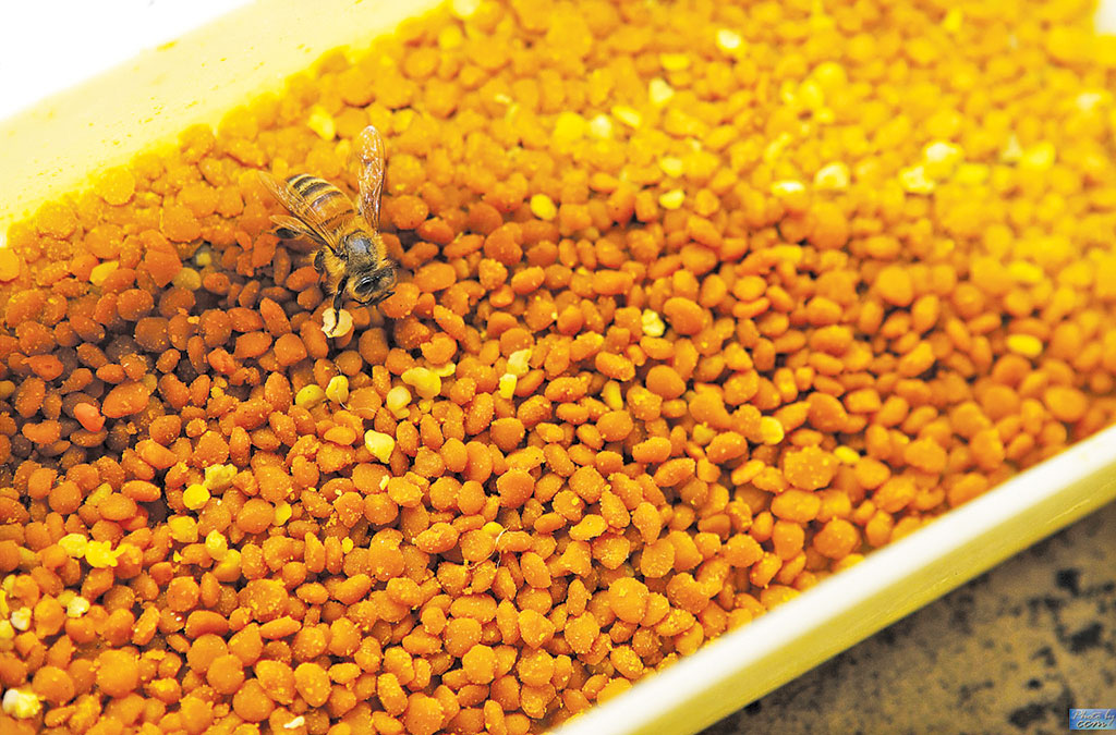 Pasieka nr 94 ([PAS94], marzec-kwiecień 2019, dieta_jimmy_chuang)