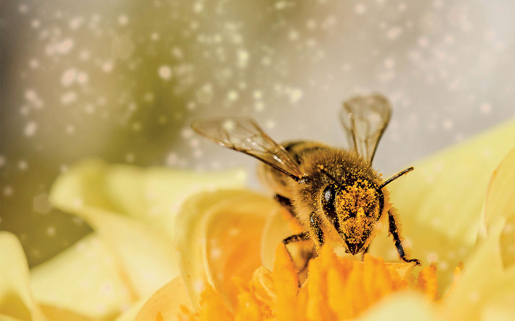 Pasieka nr 94 ([PAS94], marzec-kwiecień 2019, hover-fly-1726659)