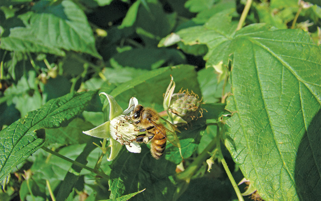 Pasieka nr 94 ([PAS94], marzec-kwiecień 2019, malina_wlasciwa_(5))