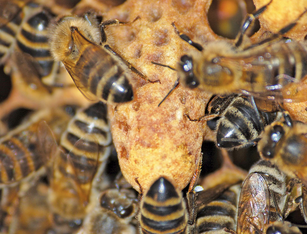 Pasieka nr 94 ([PAS94], marzec-kwiecień 2019, matka_matecznik_ratunkowy_2009_-DSC_0645_RD)