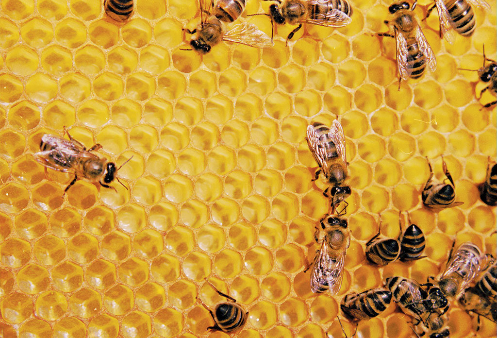 Pasieka nr 94 ([PAS94], marzec-kwiecień 2019, on_25)