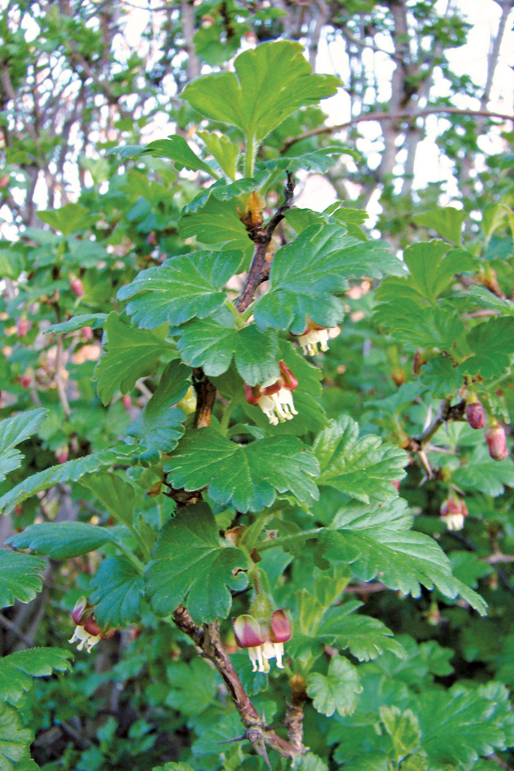 Pasieka nr 94 ([PAS94], marzec-kwiecień 2019, porzeczka_agrest_(3))