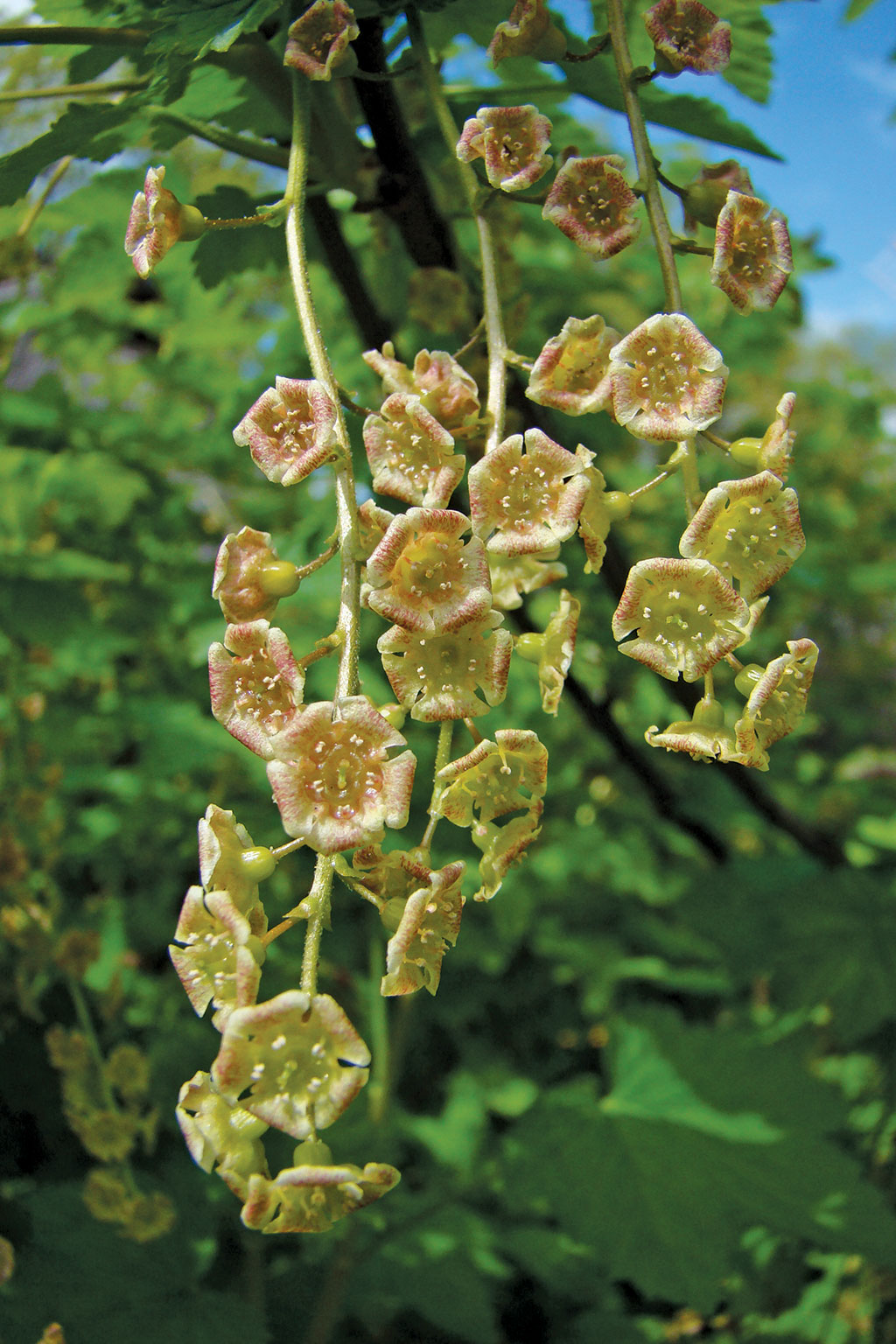 Pasieka nr 94 ([PAS94], marzec-kwiecień 2019, porzeczka_czarna_(4))