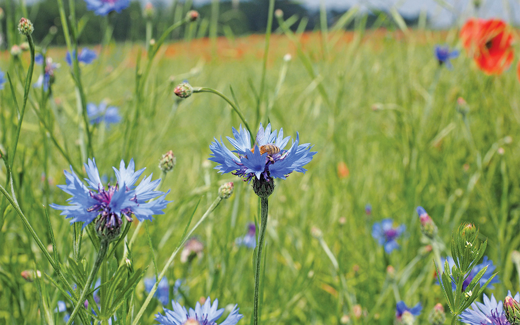 Pasieka nr 95 ([PAS95], maj - czerwiec 2019, cornflowers-1355658)