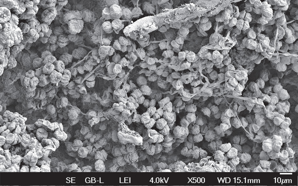 Pyłkowy pożytek incydentalny