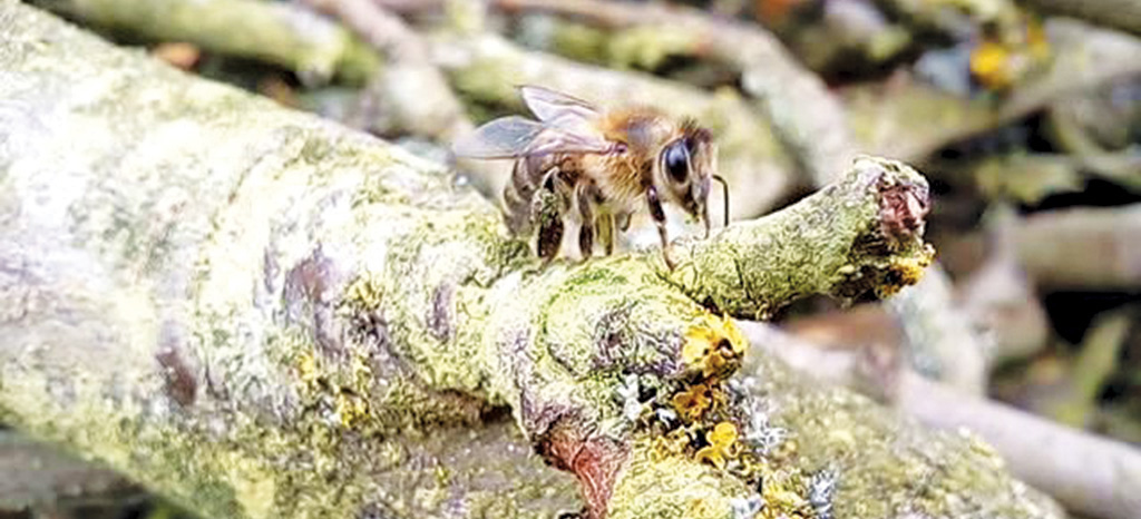 Pasieka nr 95 ([PAS95], maj - czerwiec 2019, fot_2_Rouskovani zelene rasy zrnenky_2)