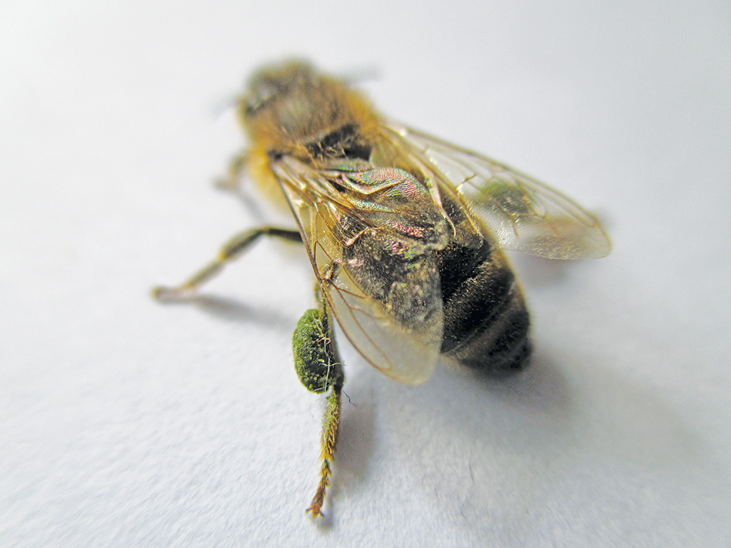 Pasieka nr 95 ([PAS95], maj - czerwiec 2019, fot_03_Rouskovani zelene rasy zrnenky_3)