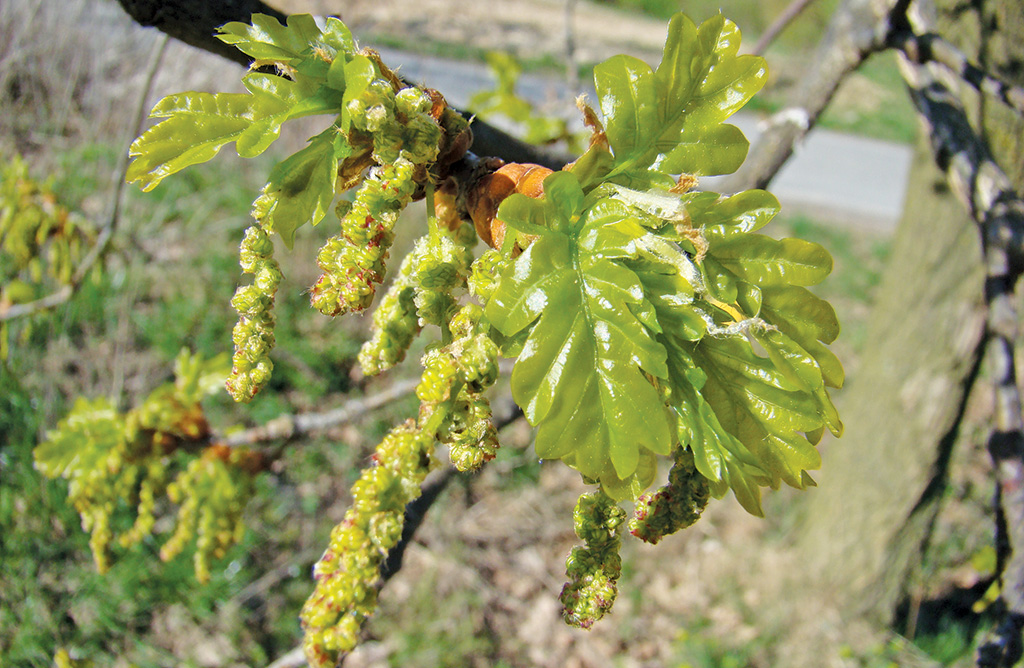 Pasieka nr 95 ([PAS95], maj - czerwiec 2019, rosliny-lesne_dab_bezszypulkowy_(3))