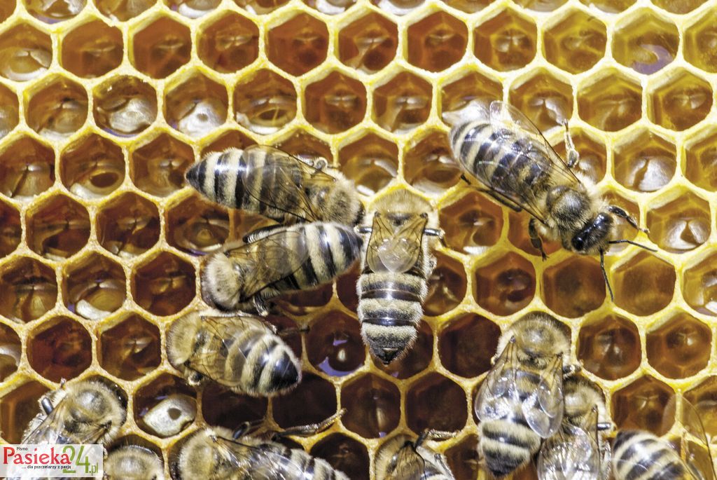 DR_4524_miod_pszczoly_lyson-logo 