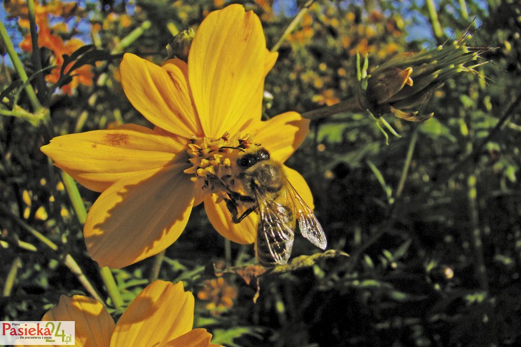 Mało znane rośliny pożytkowe