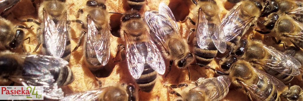 wmp1_zdrowe%2c_dobrze_odzywione_robotnice_niedlugo_utworza_klad_zimowy 