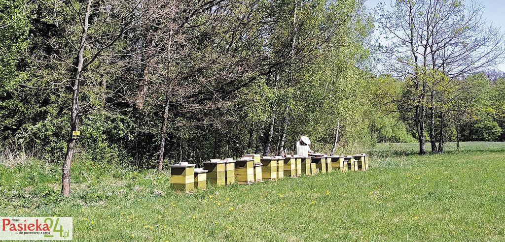 wmp4_nasze_ule_w_lesie