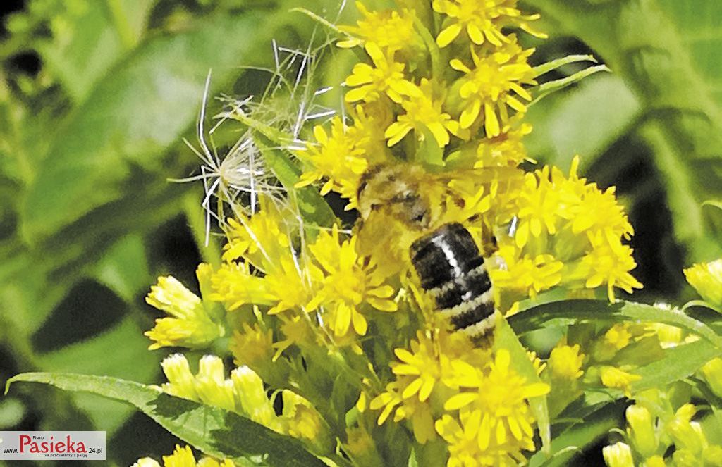 Rośliny inwazyjne – wsparcie czy zagrożenie dla owadów zapylających?