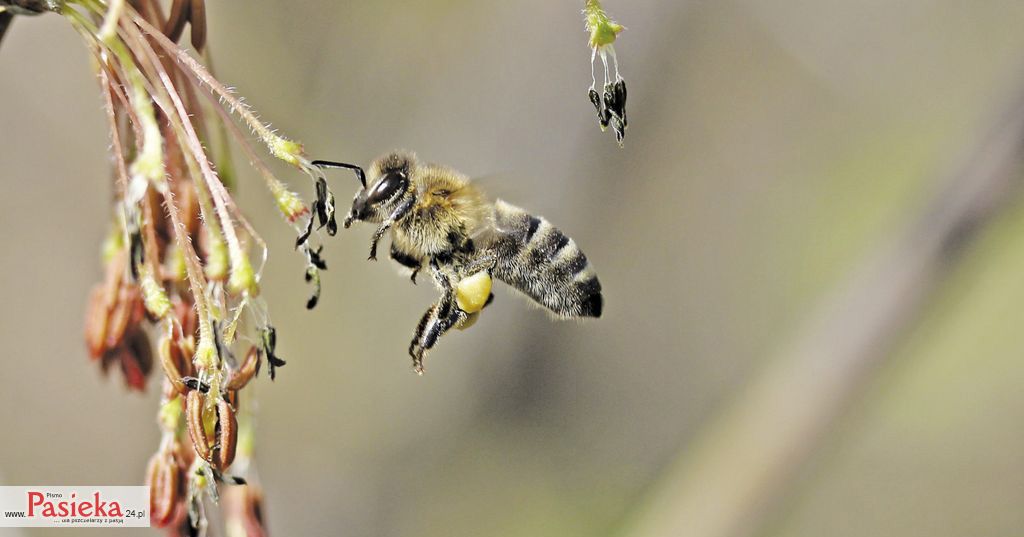 Czym się kierować przy wyborze podgatunku (rasy) pszczół, który chcemy wprowadzić do naszej pasieki?