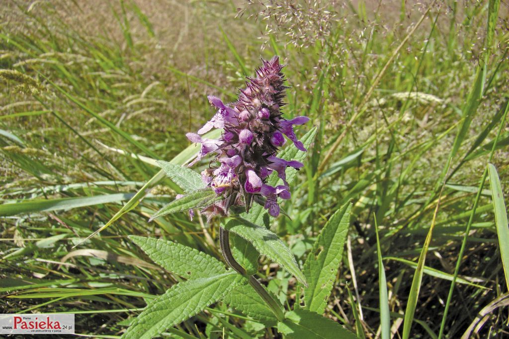Mniej znane rośliny pożytkowe, cz. 2.