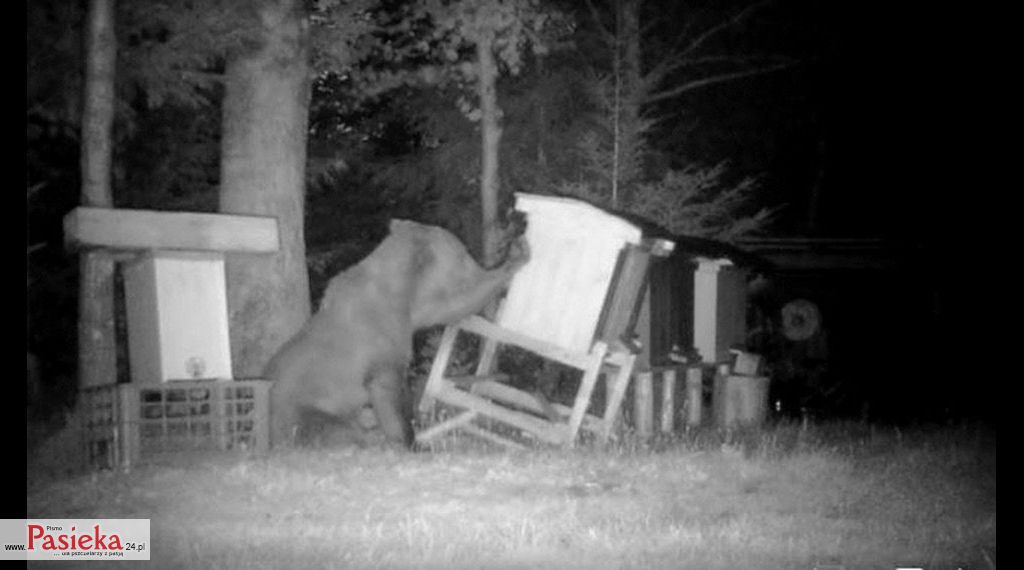 fotopulapka-dewastacja-pasieka-niedzwiedz